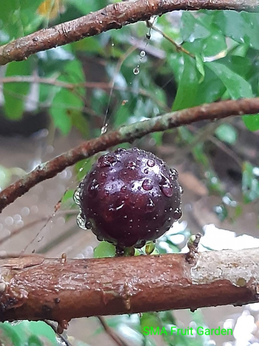 Plinia cauliflora (Mart.) Kausel